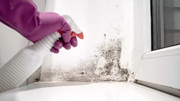 Diferenţa dintre mucegai şi igrasie. Metode prin care poţi scăpa de ele rapid