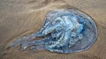 Invazie de meduze pe litoralul românesc. Turiştii se tem să mai intre în apă, cât de periculoase sunt