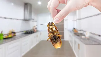 Obiectul nelipsit din orice bucătărie care îţi poate umple casa de gândaci. Au mediul perfect pentru a se înmulţi