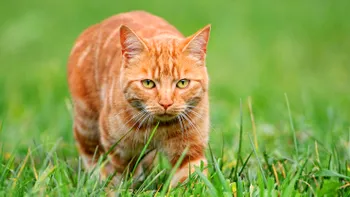 Țara din Europa în care pisicile se transformă în altă specie. Fenomenul bizar care pune sub semnul întrebării viitorul micilor feline