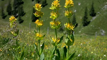 Planta pe care nu ai voie să o rupi toamna, în România. Nici nu ştii că este protejată
