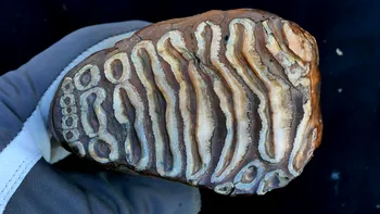 ADN bacterian vechi de 1,1 milioane de ani a fost recuperat dintr-un mamut preistoric