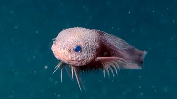 Bumpy, peștele melc care cucerește abisul: trei noi specii, descoperite în adâncurile oceanului VIDEO