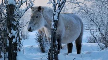 Originea misterioasă a cailor iacuțieni, descifrată în craterul Batagay din Siberia. Cum supraviețuiesc animalele în cel mai friguros loc de pe Pământ