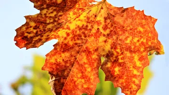 Când revin temperaturile de peste 32 de grade în Bucureşti? Toamna va semăna cu o vară fierbinte