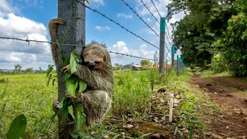 Cele mai frumoase fotografii de la de la concursul Wildlife Photographer of the Year 2025