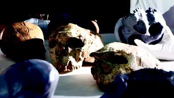 Descoperirea unui craniu vechi de un milion de ani ar putea rescrie tot ce știm până acum despre evoluția umană