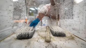 Fabrica uriașă de țânțari din Brazilia: strategia surprinzătoare prin care se încearcă oprirea bolii Dengue