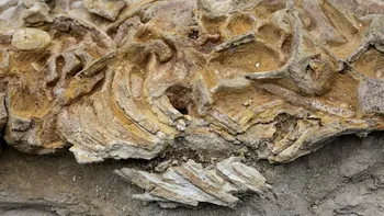 Fosilă de delfin antic, veche de 10 milioane de ani, descoperită într-un deșert. Ce înseamnă asta pentru știință