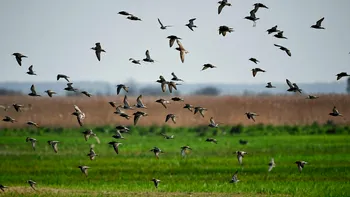 Care este cea mai deşteaptă pasăre din lume? Dansează pe ritm, numără şi are inteligenţa unui copil de 3 ani