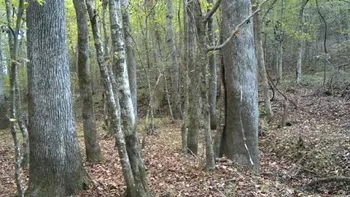 Camuflaj perfect. Poţi vedea căprioara în mai puţin de 7 secunde?
