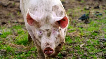 Cât costă un porc de 100 kg în 2025. Prețurile din piețe și de la ferme