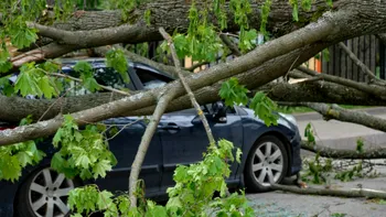 Ce faci dacă un copac cade peste mașina ta. În ce situații ai dreptul la despăgubiri
