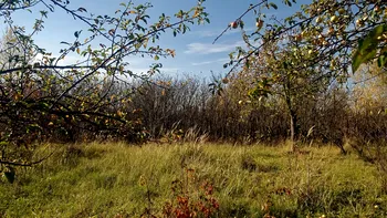 Grădina ta poate suferi din cauza acestor plante și pomi. Fac mai mult rău decât bine