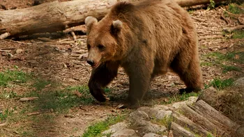 Greșeala periculoasă pe care a făcut-o turistul canadian atacat de urs. Bărbatul are răni grave la cap