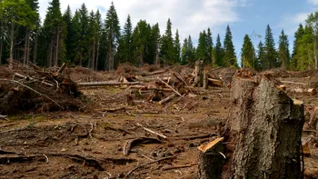 Cel mai mare proprietar de pădure din România - Achiziția record care schimbă totul în țara noastră pe harta exploatării forestiere