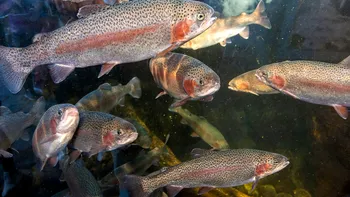 O nouă specie de pește s-a adaptat la Marea Neagră. Se vinde deja la prețuri record