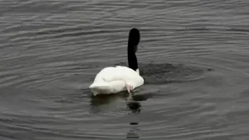 Pasărea din Australia şi Tasmania care a apărut pe un lac din România. Specia este una rară, cum a ajuns la noi