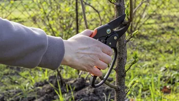 Plantele și arbuștii pe care trebuie să îi tunzi în octombrie: vor crește mai frumos primăvara
