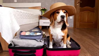Reguli noi pentru pasagerii curselor aeriene atunci când pleacă la drum împreună cu animalele lor de companie