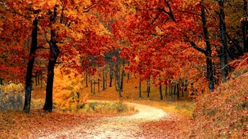 Cea mai frumoasă pădure în culori de toamnă, la mai puțin de două ore de București. Este de neratat
