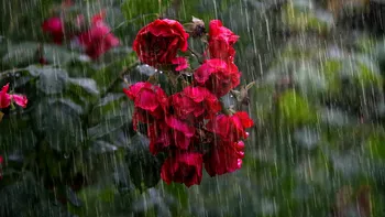 Ce să faci în grădină după ploile abundente pentru a salva florile şi gazonul? Detaliul care ajuta apa să se scurgă mai repede