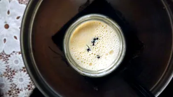 Iaurt fermentat cu furnici servit ca delicatesă într-un restaurant de lux și nu e un caz de Sanepid, ci o reușită științifică