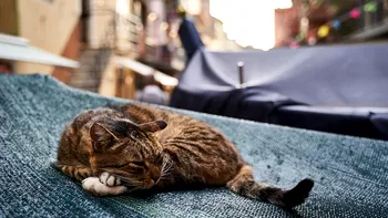 Pompierii luptă și acum pentru salvarea animalelor de companie rămase în blocul din Rahova distrus de explozie. S-a construit un „pod” special pentru ca pisicile să ajungă înapoi la „părinții” lor oameni