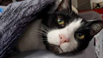 INTERVIU Cum încearcă știința să ne țină pisicile mai mulți ani lângă noi - Echipa românească de la The Cat Health Company