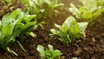 Ce legume de toamnă mai poți planta în luna octombrie