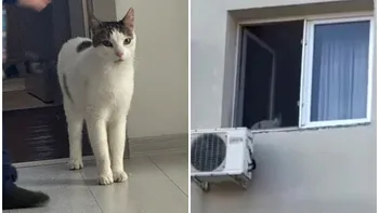 Motanul Tomiță, salvat dintre ruinele blocului din Rahova. Este o minune că a rezistat 13 zile fără hrană și apă