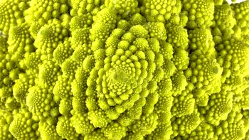 O plantă fosilizată de 407 milioane de ani contrazice regulile secvenței Fibonacci
