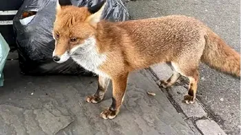 Animalul sălbatic întâlnit tot mai des în București. Locuitorii Sectorului 6 s-au obișnuit deja, dar specialiștii avertizează: „Dacă am avut ghinion să fim mușcați, trebuie să ajungem cât de repede la un centru antirabic”