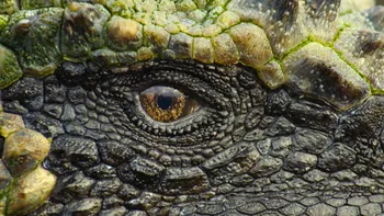 Decembrie la National Geographic și Nat Geo Wild: istorie, mistere sacre și povești spectaculoase de iarnă