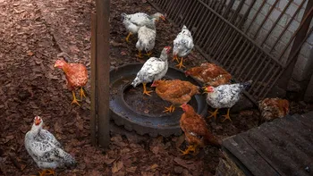 Măsuri pentru protejarea fermelor de păsări de gripa aviară. ANSVA, mesaj pentru fermierii români