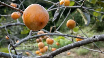 Pomul din Asia devenit vedetă în România. Fructele lui se vând la preț de lux în supermarketuri
