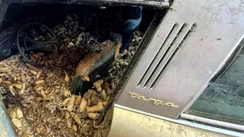 Porsche 911, îngropat în conuri de brad. Istoria fascinantă a modelului dispărut acum 30 de ani