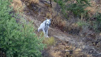 Animal unic în lume, văzut pentru prima oară în sălbăticie: „Fantoma” care bântuie pădurea, surprinsă în toată splendoarea ei