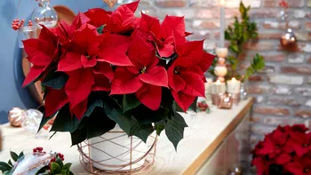 Trucul unui expert pentru a face Poinsettia să înflorească ani la rând. Se poate transforma într-un copac
