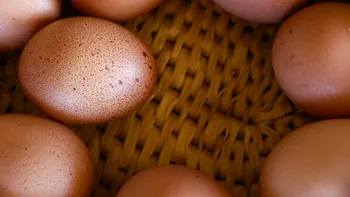 Un fermier român a preferat să nu exporte ouăle pe care le furnizează magazinelor din România, chiar dacă străinii vin zilnic cu oferte avantajoase