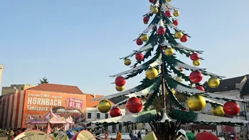 Bradul din centrul Timișoarei, aspru criticat de cetăţeni. 