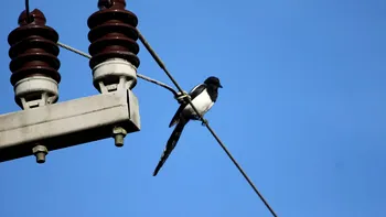 De ce nu mor păsările când stau pe liniile electrice de 400.000 de volți: Explicația oamenilor de știință