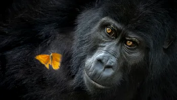 Cele mai impresionante imagini cu animale ale competiției Nature Photographer of the Year 2025