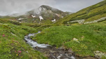 Animalele reintroduse în Carpați care au devenit simbolul lacurilor glaciare: Cum s-a refăcut specia dispărută în secolul XIX