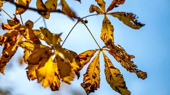 Început de iarnă atipic în România. Prognoza meteo pentru următoarele săptămâni