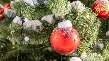 Cum să îți ții bradul natural verde și proaspăt până la o lună și jumătate. Secretul specialiștilor