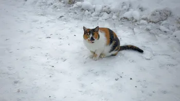 De la ce temperatură devine periculos pentru pisici să stea afară
