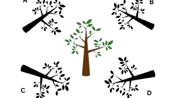 Găseşte umbra copacului în mai puţin de 10 secunde. Test de inteligenţă viral