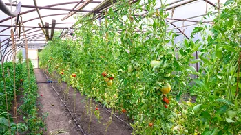 Impozitul pe sere și solarii: Ministrul Agriculturii, noi precizări