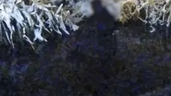 Video. Un bărbat a ajuns în lacul unui parc din Craiova după ce a fost alergat de o haită de câini. Cum l-au găsit poliţiştii